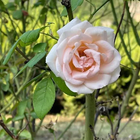 La Tenuta Dei Fiori *